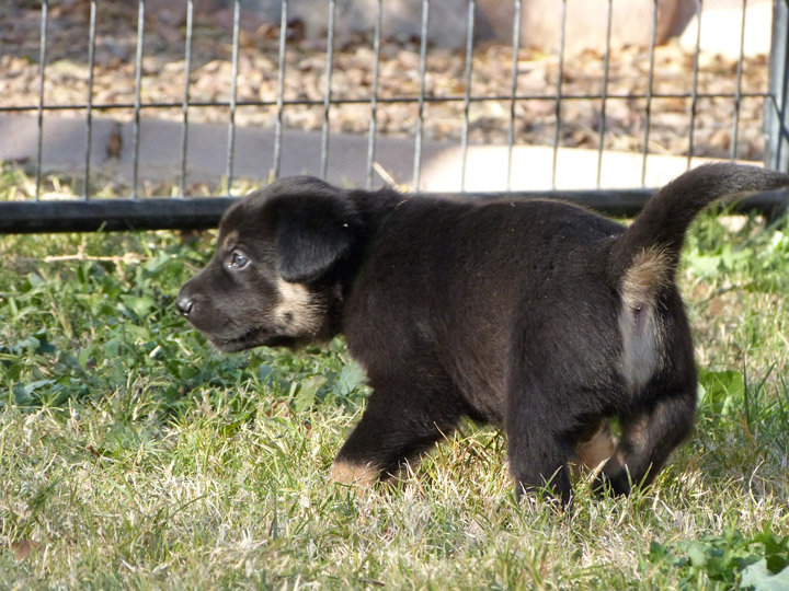 chinook dog